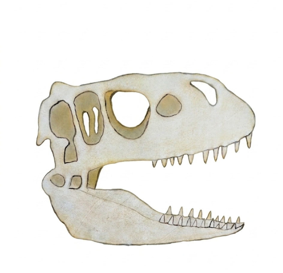 Crâne Dino